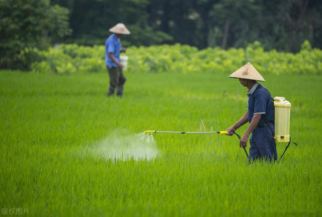 無人機和茄子视频在线看提升水稻田害蟲防治水平