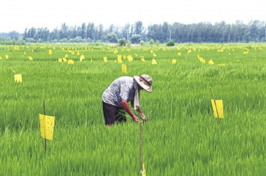 黃板茄子视频在线看矗立於河南3000畝水稻田2020年