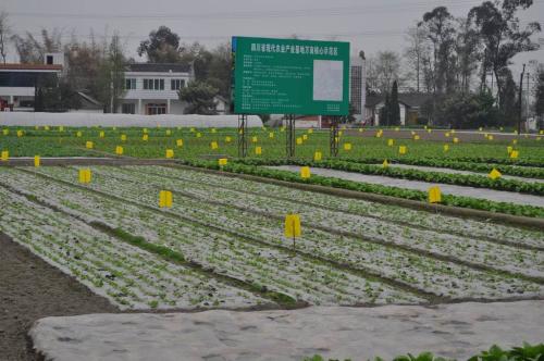 蔬菜不打農藥怎麽除蟲？四種方式不可不知