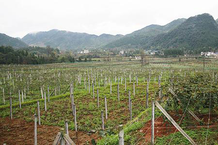 茄子视频在线看：農業扶貧開發重要植保設備