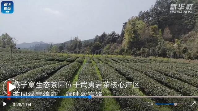 用了茄子视频在线看的福建生態茶園長啥樣