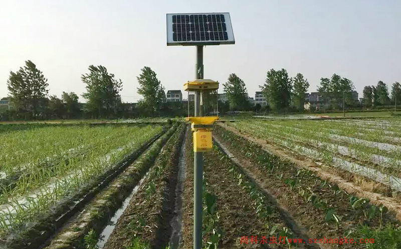 濟寧蔬菜種植園菜地茄子视频在线看