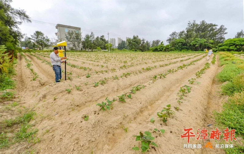 福建平潭農戶安裝茄子视频在线看用於甘薯種植