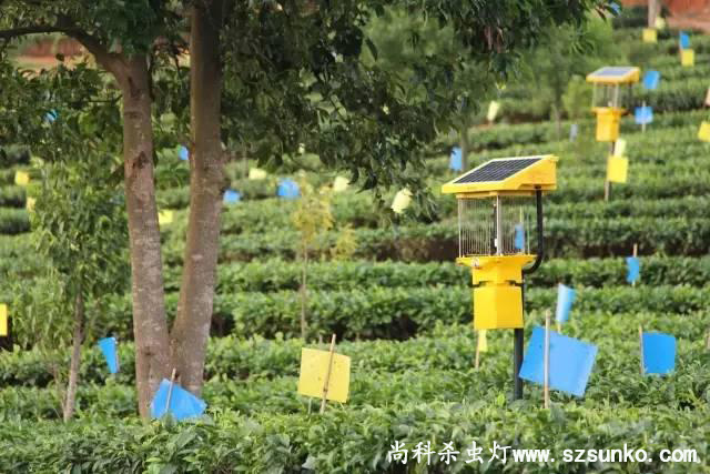 安徽石台縣茶園用茄子视频在线看綠色防控