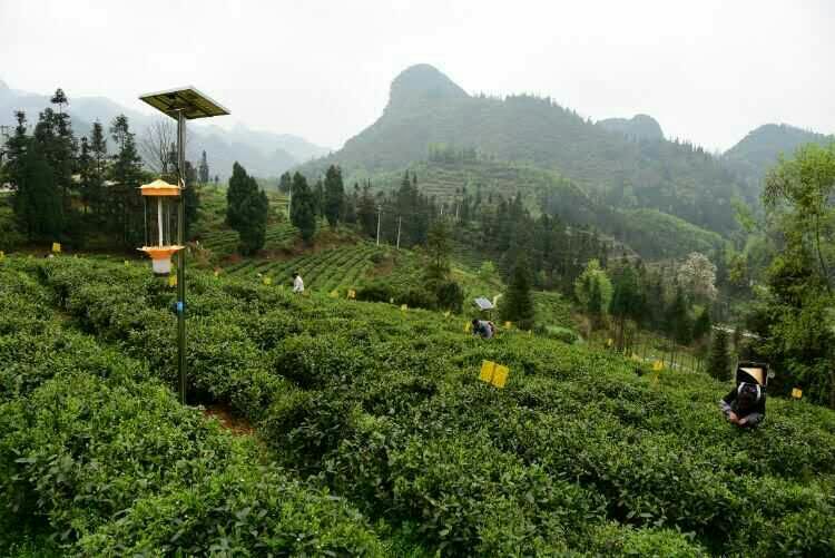 貴州茄子视频在线看用於哚貝茶園基地