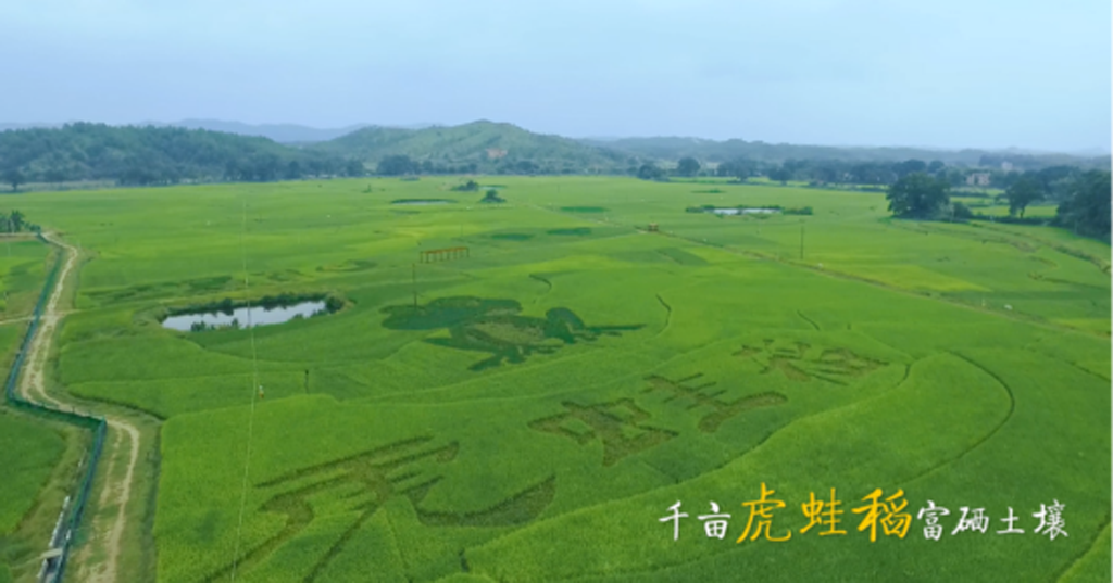 江西虔農有機水稻種植基地