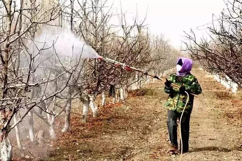 冬天果農給果樹噴藥劑防治害蟲